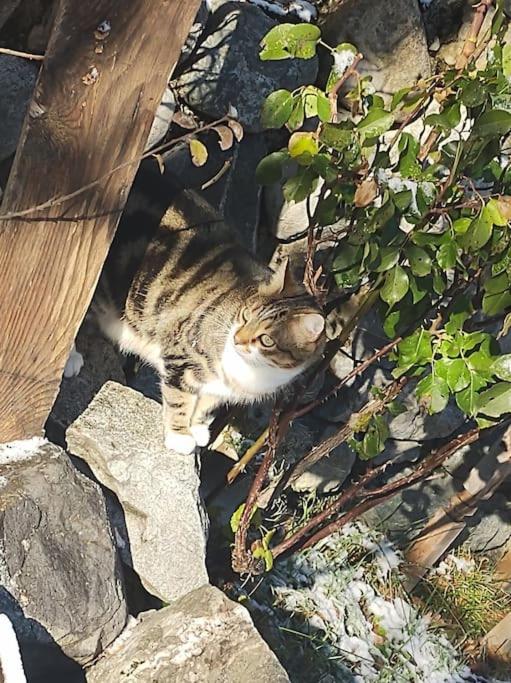 Chambre Ou Gite Dans Une Maison De Montagne - De Suzon A Zelie Entraigues  Екстер'єр фото